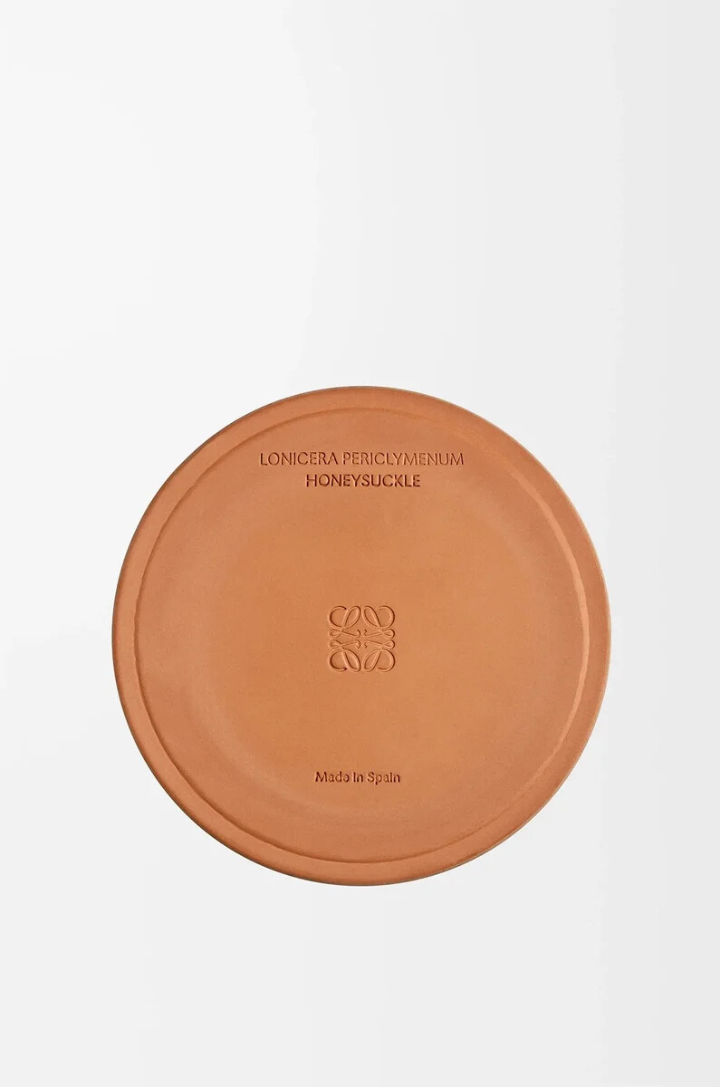 candela grande caprifoglio gialla